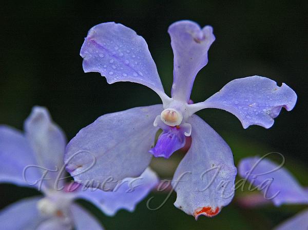 Blue vanda store